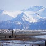 On the first day of Daylight Saving Time on Sunday, March 11, 2018 seagulls fly over the Homer Spit, Alaska. Fresh snow covered the beach to the high tide line. (Photo by Michael Armstrong, Homer News)