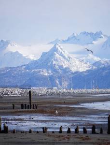 On the first day of Daylight Saving Time on Sunday, March 11, 2018 seagulls fly over the Homer Spit, Alaska. Fresh snow covered the beach to the high tide line. (Photo by Michael Armstrong, Homer News)