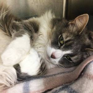 Pet of the Week: Sarah