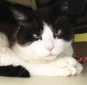 Pet of the Week: Weezer