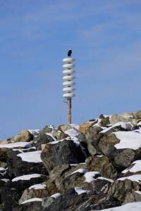 BOLO A bald eagle watches over the Homer Spit in March 2018 from the tsunami warning tower near Mariner Park in Homer, Alaska. &ldquo;BOLO&rdquo; is police slang for &ldquo;be on the lookout.&rdquo; (Photo by Michael Armstrong, Homer News)