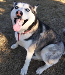 Pet of the Week: Baxter