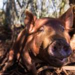 A cold-hardy heritage Tamworth breed hog. (Photo by Jennifer Tarnacki)
