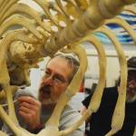 Kachemak Bay Campus instructor Lee Post makes a final adjustment to a beluga whale skeleton before it was hung on the ceiling of Bayview Hall in December 2015. Post taught a class on whale articulation this semester, and students prepared and put together the skeleton. It&rsquo;s the second whale at KBC. (Photo by Michael Armstrong/Homer News)