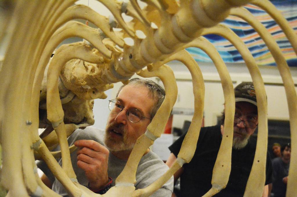 Kachemak Bay Campus instructor Lee Post makes a final adjustment to a beluga whale skeleton before it was hung on the ceiling of Bayview Hall in December 2015. Post taught a class on whale articulation this semester, and students prepared and put together the skeleton. It&rsquo;s the second whale at KBC. (Photo by Michael Armstrong/Homer News)