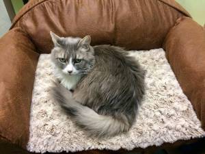 Pet of the Week: Sarah