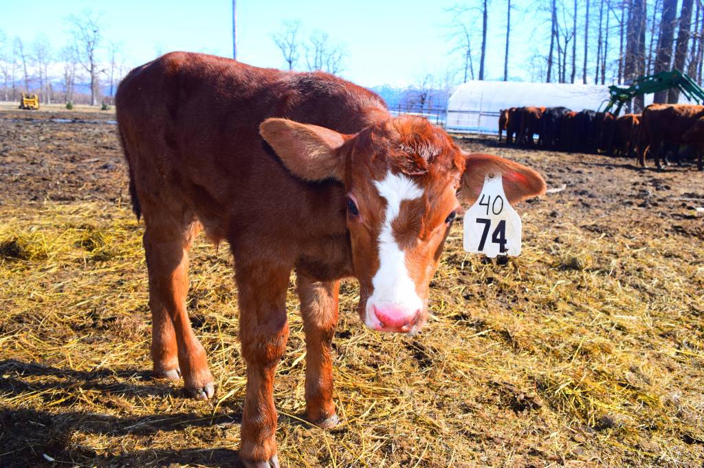Alaskan cowboys bring local beef to the table