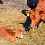 Alaskan cowboys bring local beef to the table