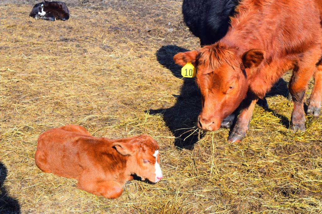 Alaskan cowboys bring local beef to the table