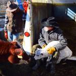 Alaskan cowboys bring local beef to the table