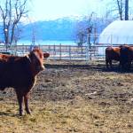 Alaskan cowboys bring local beef to the table