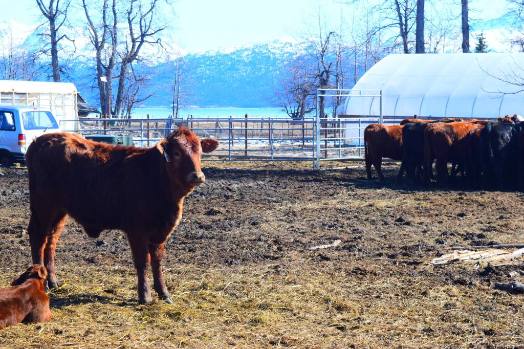 Alaskan cowboys bring local beef to the table