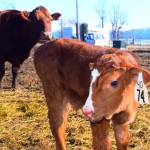 Alaskan cowboys bring local beef to the table