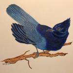 A painting of a Steller jay by Jay Wright. (Photo provided)