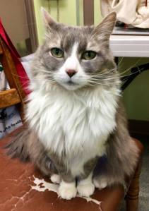 Pet of the Week: Sarah