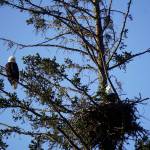 It&rsquo;s all about the view A bald eagle sits on a tree branch while another eagle watches their nest on Monday morning, April 2, near the Lake Street and Homer Bypass intersection. Since 2010, a pair of bald eagles has built four nests in the area near Beluga Slough south of the Lake Street and Sterling Highway intersection. This pair returned to the nest earlier in March. The first nest was destroyed when the tree fell down in a winter storm. In 2012 the eagles built a new nest across from the Homer Post Office by the motorhome dump station. In 2014 they built another nest in a new tree closer to the slough. In 2016 they built another nest, but in 2017 moved to the post office location. This nest is the same one built in 2016. (Photo by Michael Armstrong, Homer News)