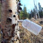 A plastic bottle hangs from a spiel to collect birch sap. (Photo by Jennifer Tarnacki)