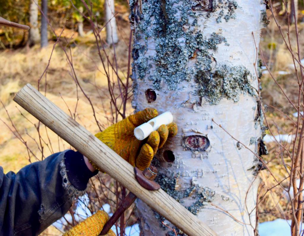 After a hole is drilled, a drain called a spiel is inserted. This one is made of plastic tubing. (Photo by Jennifer Tarnacki)