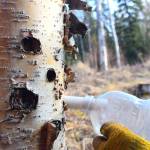 Photo by Jennifer Tarnacki A plastic bottle hangs from a spiel to collect birch sap. To read about birch tapping and the many fruits of that labor, see page 8.