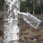 A plastic bottle hangs from a spiel to collect birch sap. (Photo by Jennifer Tarnacki)