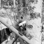 Photo by Jennifer Tarnacki After a hole is drilled, a drain called a spiel is inserted. This one is made of plastic tubing.