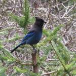 Steller&rsquo;s jay. (Photo by Michelle Michaud)