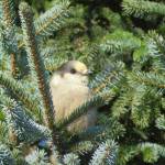 Gray jay. (Photo by Michelle Michaud)