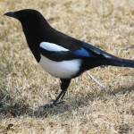 Black billed magpie. (Photo by Carla Stanley)