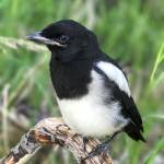 Juvenile magpie. (Photo by Rhoda mcGhee)