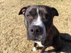 Pet of the Week: Dolly