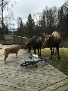 Local resident Theresa Engebretsen&rsquo;s boxer, Miller, has a peaceful interaction with two moose Sunday, April 22, 2018 at her house in Homer, Alaska. They touched noses six or seven times and then hung out for awhile, Engebretsen said. &ldquo;I&rsquo;ve never seen an interaction like this with a dog and moose,&rdquo; she said. (Photo by Theresa Engebretsen)
