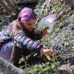 Using scissors to avoid being stung, Ester Cabana gathers fresh stinging nettles from the hillside above Diamond Creek Trail on Wednesday, May 2. Her collection will be mixed with others collected by Homer students in the Wilderness Explorers after-school program and prepared for a snack on the beach later in the afternoon. (Photo by McKibben Jackinsky)