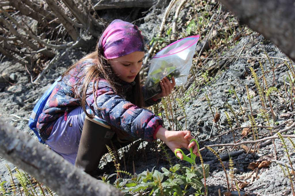Using scissors to avoid being stung, Ester Cabana gathers fresh stinging nettles from the hillside above Diamond Creek Trail on Wednesday, May 2. Her collection will be mixed with others collected by Homer students in the Wilderness Explorers after-school program and prepared for a snack on the beach later in the afternoon. (Photo by McKibben Jackinsky)