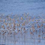 Western sandpipers, dunlins and maybe a few least sandpipers feed in Mud Bay in 2014 in Homer, Alaska. A pulse of about 8,000 sandpipers flew in Tuesday, May 8, 2018. (Photo by Michael Armstrong / Homer News)