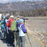 Birders look for shorebirds at Mud Bay during the 2017 Kachemak Bay Shorebird Festival in Homer, Alaska. (Photo by Michael Armstrong / Homer News)