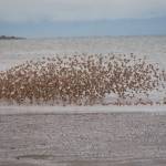 A flock of shorebirds flies across Mud Bay in 2014. (Photo by Michael Armstrong / Homer News)