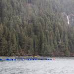 This photo taken on April 28 shows the Cook Inlet Aquaculture Association net pens in Tutka Bay near the waterfall and not at their permitted location. (Photo by Alan Parks)