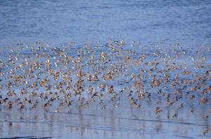Western sandpipers, dunlins and maybe a few least sandpipers feed in Mud Bay on Tuesday, May 7, 2018 in Homer, Alaska. A pulse of about 8,000 sandpipers flew in Tuesday night.