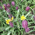 Anemone nemarosa and fritillaria meleagris have bloomed in the Kachemak Gardener&rsquo;s garden. (Photo by Rosemary Fitzpatrick)