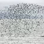 Why are shorebirds special?