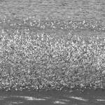 Why are shorebirds special?