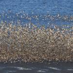 Part of a pulse of about 20,000 shorebirds flies over Mud Bay earlier this month. (Photo by George Matz)