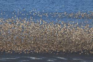 Part of a pulse of about 20,000 shorebirds flies over Mud Bay earlier this month. (Photo by George Matz)