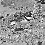 Why are shorebirds special?