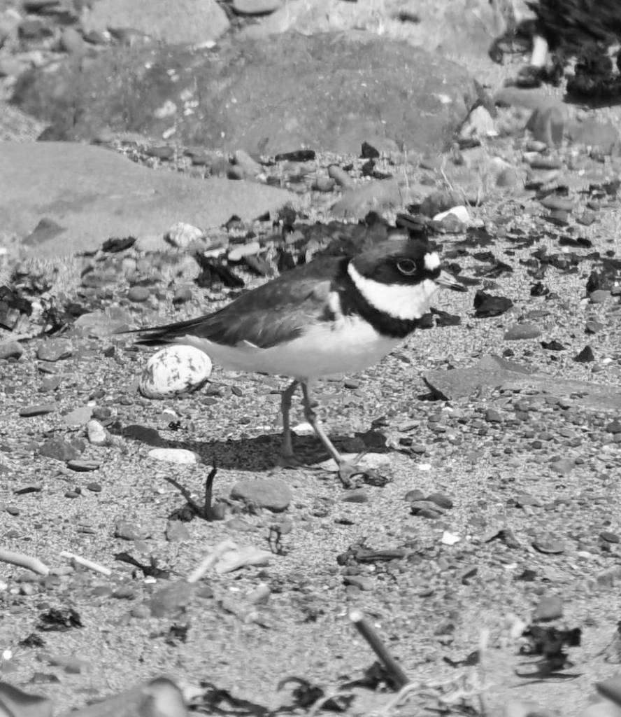 Why are shorebirds special?
