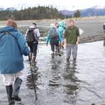 Photo by Megan Pacer/Homer News Seth Spencer, the education programs coordinator for Center for Alaskan Coastal Studies, guides visitors across an incoming tide as the walk from Otter Island to the main beach at Peterson Bay during a preview tour Thursday, May 24 near Homer.