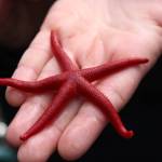 Photo by Megan Pacer/Homer News Caitlin Marsteller holds out a sea star for a group of tour participants to inspect during a visit to the Peterson Bay field station Thursday, May 24 near Homer.