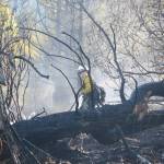 Firefighters save East End Road homes from wildfire