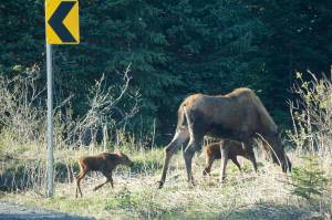 A cow moose and newborn twin calves graze in the grass on the side of Diamond Ridge Road near Shelton Drive on Saturday evening, June 2, in Homer, Alaska. (Photo by Michael Armstrong/Homer News)