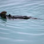 And otter feasts lazily in Kachemak Bay in August 2017 (Photo by Jennifer Tarnacki)